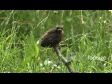 Young Fantail Takes Flight 2866